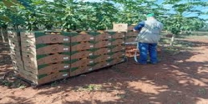 Certificación para 4 ton. de mamón de San Estanislao